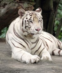 Contactdag ZooParc Overloon