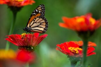 foto huntington seksualiteit